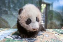 Dec. 2, 2020: Xiao Qi Ji is making good gains and weighed 12.4 pounds (5.66 kilograms) on Wednesday. From the tip of his nose to the base of his tail, he measured 25.6 inches (65 centimeters). He has also put over an inch on his midsection since his last veterinary exam Nov. 18. Back then, he measured 18.1 inches around his abdomen. Now, he measures 19.2 inches (49 centimeters). A young giant panda cub with black-and-white fur, small claws and round ears stands on a table inside the panda habitat during a routine exam.