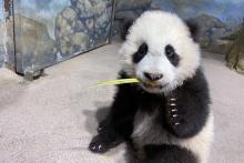 Jan. 21, 2021: Five-month-old giant panda cub Xiao Qi Ji takes his first taste of cooked sweet potato. Giant panda cub Xiao Qi Ji sits in his indoor habitat and tastes cooked sweet potato.