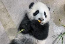 Jan. 21, 2021: Five-month-old giant panda cub Xiao Qi Ji takes his first taste of cooked sweet potato. Giant panda cub Xiao Qi Ji lays on his back and tastes his first cooked sweet potato.