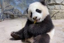 Jan. 21, 2021: Five-month-old giant panda cub Xiao Qi Ji takes his first taste of cooked sweet potato. Giant panda cub Xiao Qi Ji sits in his indoor habitat and eats his first cooked sweet potato.
