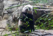 Jan. 27, 2021: Giant panda cub Xiao Qi Ji had his first taste of bamboo this week! Giant panda cub Xiao Qi Ji stands on rockwork in his habitat and tastes the leaves on a piece of bamboo.