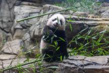 Jan. 27, 2021: Giant panda cub Xiao Qi Ji had his first taste of bamboo this week! Giant panda cub Xiao Qi Ji stands on rockwork in his habitat and tastes the leaves on a piece of bamboo.