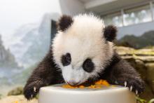 Feb. 10, 2021: Five-month-old giant panda cub Xiao Qi Ji licks cooked sweet potato off his enrichment toy. Giant panda cub licks sweet potato off of a large, cylindrical enrichment toy.