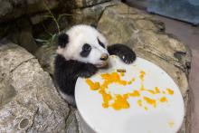 Feb. 10, 2021: Five-month-old giant panda cub Xiao Qi Ji licks cooked sweet potato off his enrichment toy. Giant panda cub Xiao Qi Ji sits on rockwork and holds onto a large, round "plate" covered in cooked sweet potato