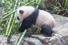 Feb. 10, 2021: Five-month-old giant panda Xiao Qi Ji crawls over mother Mei Xiang's bamboo. Giant panda cub Xiao Qi Ji walks over a pile of bamboo on the rockwork in his habitat. At over 5 months old, he is still and has thick black-and-white fur and large paws.