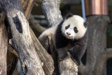 Feb. 24, 2021: Giant panda cub Xiao Qi Ji takes in the view from his climbing structure. Giant panda cub Xiao Qi Ji climbs on a structure made of crisscrossed logs in his outdoor yard