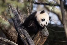 Feb. 24, 2021: Giant panda cub Xiao Qi Ji takes in the view from his climbing structure. Giant panda cub Xiao Qi Ji climbs outdoors on a structure made of crisscrossed logs and looks out over his yard
