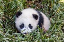 Feb. 24, 2021: Giant panda cub Xiao Qi Ji hides in the tall grass. Giant panda cub Xiao Qi Ji laying down in the tall green in his outdoor habitat.