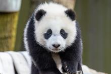 March 9, 2021: Giant panda cub Xiao Qi Ji stands in a hammock in his outdoor habitat. Giant panda cub Xiao Qi Ji walks across a hammock made of recycled firehose