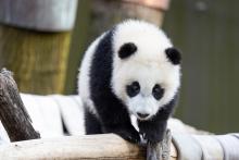 March 9, 2021: Giant panda cub Xiao Qi Ji stands in a hammock in his outdoor habitat. Giant panda cub Xiao Qi Ji walks across a hammock made of recycled firehose