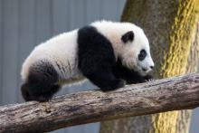 March 9, 2021: Giant panda cub Xiao Qi Ji climbs up the climbing structure in his outdoor habitat. Giant panda cub Xiao Qi Ji walks across a log in his outdoor yard