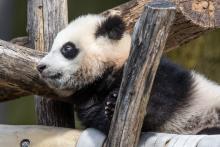 March 9, 2021: Giant panda cub Xiao Qi Ji rests in a hammock in his outdoor habitat. Giant panda cub Xiao Qi Ji rests in a hammock made of recycled firehose and leans against criss-crossed logs