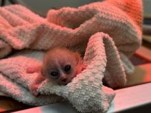 A pygmy slow loris snuggles in a blanket at the Small Mammal House.