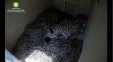Animal care staff at the Smithsonian Conservation Biology Institute welcomed a litter of cubs to mother Echo April 8. Photo: Smithsonian Conservation Biology Institute A female cheetah cub in a cubbing den layered with hay licks a small cub she just gave birth to