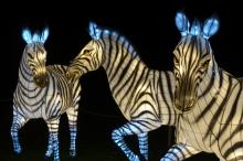 Twenty-five life-like and light-filled animal lanterns of 11 species, including zebras, will illuminate the Smithsonian’s National Zoo’s main path, Olmsted Walk. Three large zebra Chinese paper lanterns lit up at night