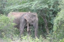 An elephant in Myanmar wearing a satellite-GPS collar as part of a Smithsonian Conservation Biology Institute study tracking elephant movements to mitigate human-elephant conflict. An Asian elephant wearing a GPS satellite collar in a forest in Myanmar