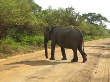 An elephant in Myanmar wearing a satellite-GPS collar as part of a Smithsonian Conservation Biology Institute study tracking elephant movements to mitigate human-elephant conflict. An Asian elephant crossing an unpaved road in Myanmar