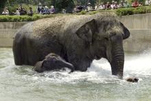 In July 2002, Asian elephant Shanthi and her son, Kandula, swam in their pool at the Smithsonian's National Zoo. Asian elephant Shanthi and her son, Kandula, swim in a pool at the Smithsonian's National Zoo.(Year: 2002)