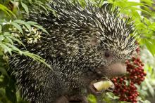 Prehensile-tailed porcupine