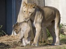 Naba, pictured here with one of her cubs in 2011, was humanely euthanized Sept. 26. She was 18 years old. A female lion carries a cub by the scruff of his back. He dangles to the side with his ears back