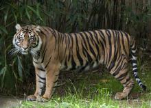 Damai, the Zoo's 8-year-old female tiger. Damai