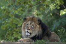 A male African lion at the Smithsonian's National Zoo. A male African lion with a thick mane and large paws rests on a grassy platform at the Smithsonian's National Zoo