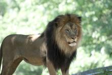 A male lion at the Smithsonian's National Zoo. A male African lion with a thick mane stands at the Smithsonian's National Zoo