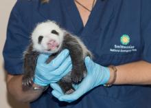 Bao Bao