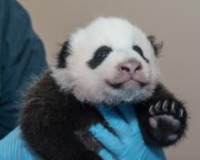 Bao Bao