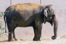 In 2013, Asia elephant Shanthi tested out a GPS tracking collar. Zoo scientists use these collars to monitor human-elephant conflict in Myanmar. In 2013, Asia elephant Shanthi tested out a GPS tracking collar. Zoo scientists use these collars to monitor human-elephant conflict in Myanmar.