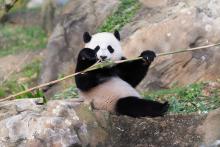 Bao Bao