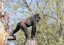 Western lowland gorilla Calaya in the Great Ape House outdoor habitat. 