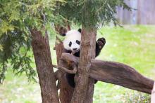 Giant panda Bei Bei in a tree. Giant panda Bei Bei sits in a tree appearing to wave