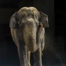 Asian elephant Shanthi stands in front of the door to the Elephant Community Center. Asian elephant Shanthi at the Elephant Community Center.