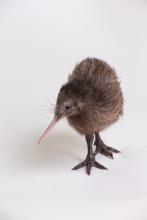 A brown kiwi chick named Hari. The second chick hatched from an egg laid and incubated at the Smithsonian Conservation Biology Institute. Hari hatched June 1, 2016. Kiwi chick