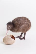 A brown kiwi chick named Kake. Kake was the third chick hatched from an egg laid and incubated at the Smithsonian Conservation Biology Institute. He hatched July 31, 2016 and was named by animal keepers. Kiwi chick