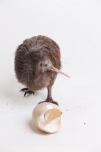 A brown kiwi chick named Kaha. Kaha was named by New Zealand's ambassador to the United States Tim Groser. Kaha hatched May 10, 2016 Kiwi chick