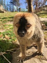 Photo credit: Alexandra Reddy, Smithsonian's National Zoo