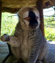 Photo credit: Becky Malinsky, Smithsonian's National Zoo