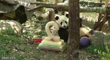 Bei Bei eating his birthday cake. Bei Bei eating his birthday cake.
