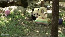 Bei Bei eating his birthday cake. Bei Bei eating his birthday cake.