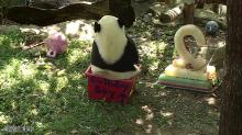 Bei Bei sitting in a birthday-themed enrichment box. Bei Bei sitting in a birthday-themed enrichment box.
