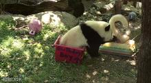 Bei Bei sitting in a birthday-themed enrichment box eating his cake. Bei Bei sitting in a birthday-themed enrichment box eating his cake.