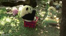 Bei Bei sitting in a birthday-themed enrichment box eating his cake. Bei Bei sitting in a birthday-themed enrichment box eating his cake.