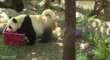 Bei Bei with his birthday-themed enrichment box. Bei Bei with his birthday-themed enrichment box.