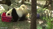 Bei Bei with his birthday-themed enrichment box. Bei Bei with his birthday-themed enrichment box.