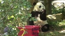 Bei Bei eating his birthday cake. Bei Bei eating his birthday cake.