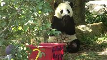 Bei Bei eating his birthday cake. Bei Bei eating his birthday cake.