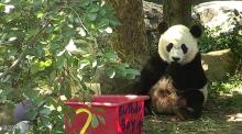 Bei Bei eating his birthday cake. Bei Bei eating his birthday cake.