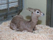 Dama gazelle calf born Aug. 30, 2017.